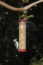 peanut feeder