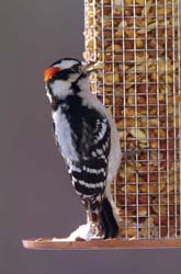 Mesh Peanut Feeder with Peanuts