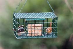 squirrel proof suet
