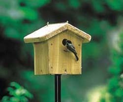 Nesting Chickadee