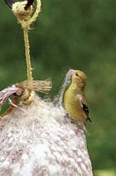 Finch with nesting material