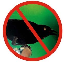 no grackles no grackles