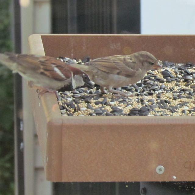 tray with sparrows