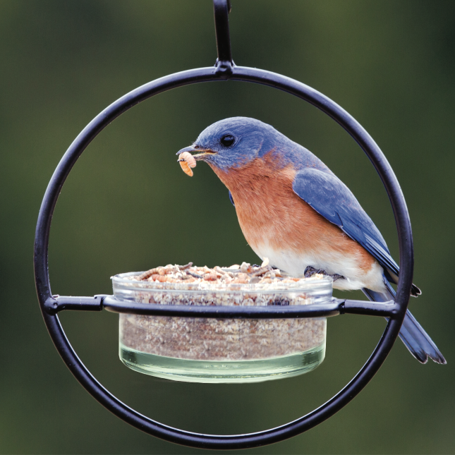 bluebird eating mealworms