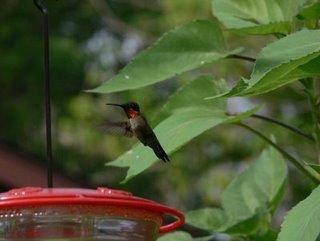 Hummer at Feeder - G.Miller