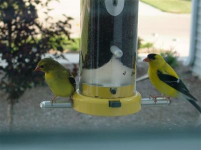Goldfinches