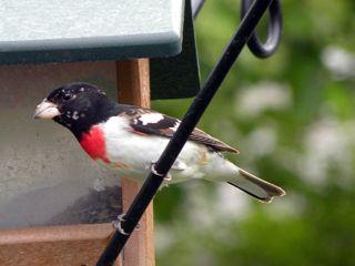 Rose Breasted Grosbeak - S. Curry