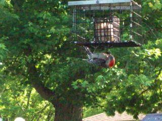 Red Bellied Woodpecker