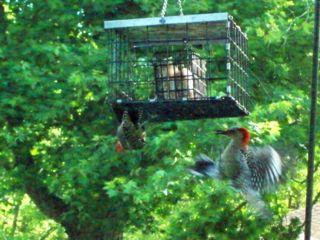 Red Bellied Woodpeckers