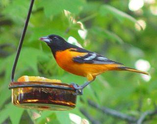Baltimore oriole eating jelly