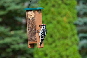 Tree Nutty Feeder