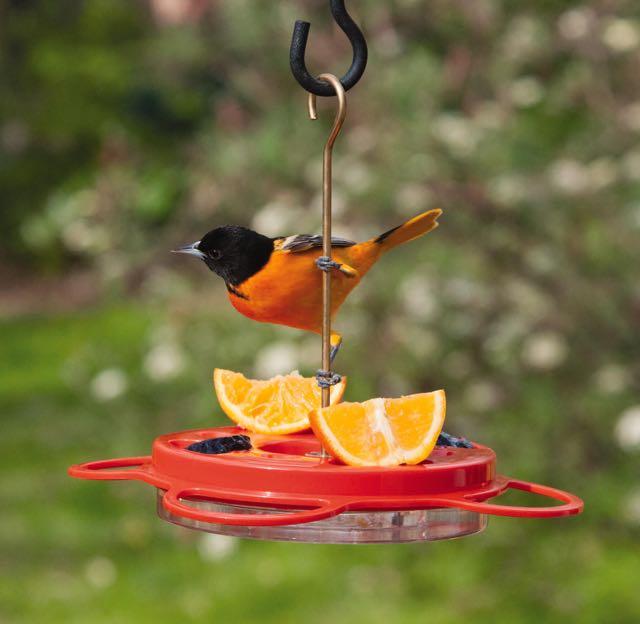 oriole feeder