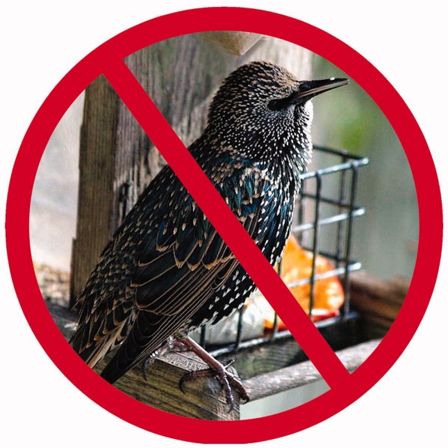 starlings eating suet