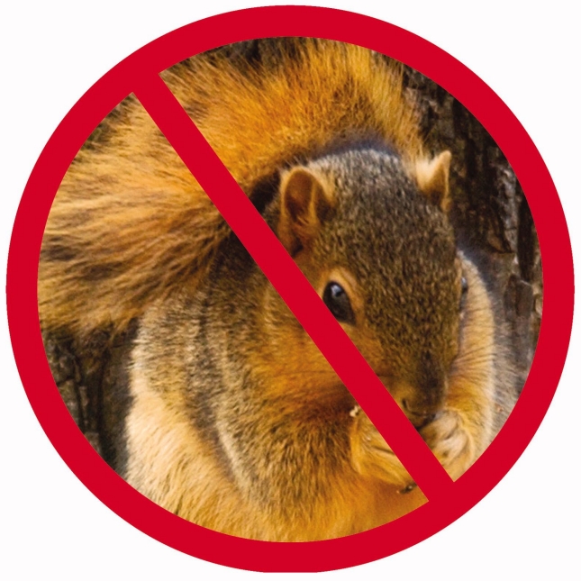 no squirrels