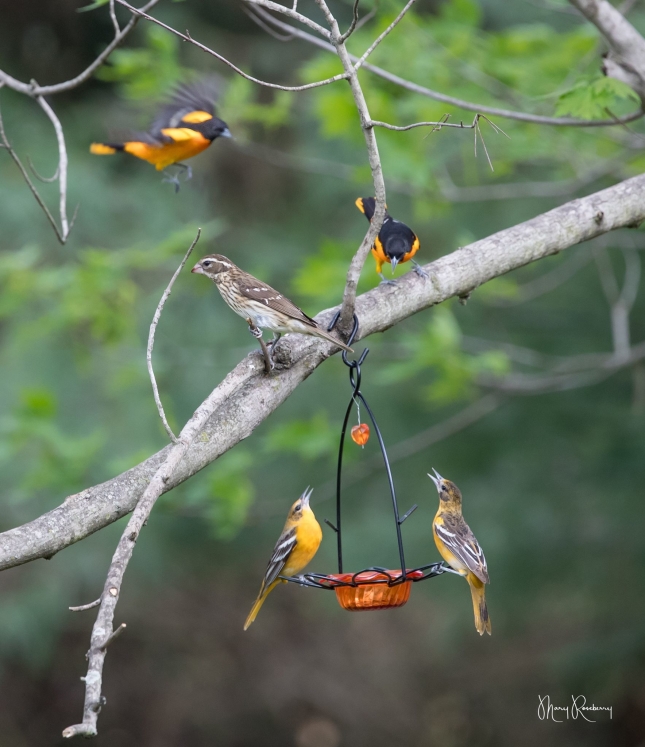 orioles - by Mary Roseberry