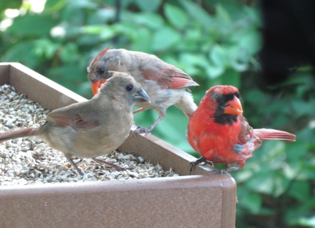 cardinal family