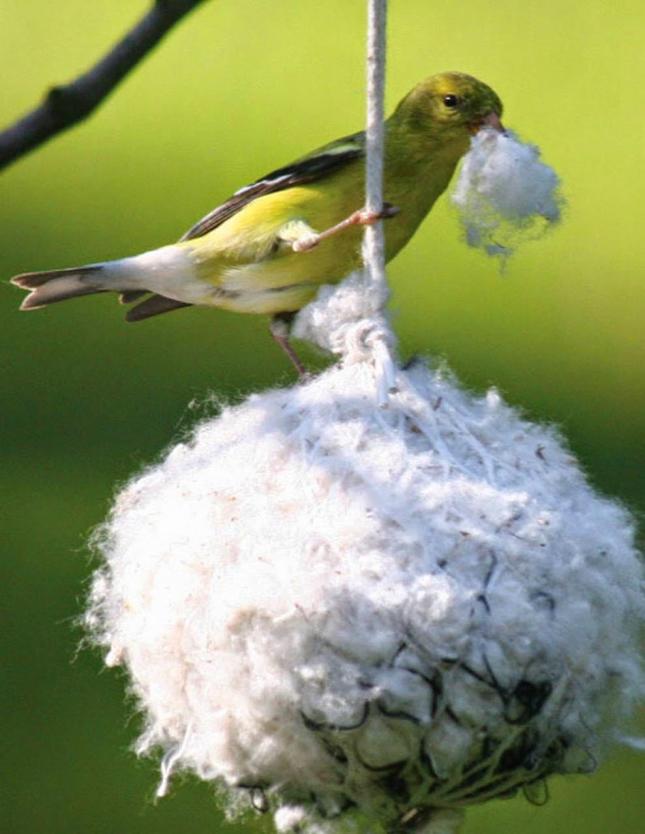 Nesting Material Ball