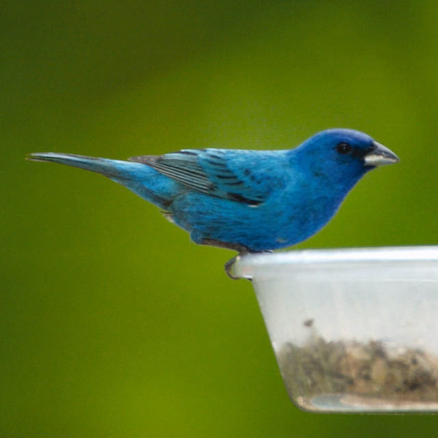 indigo bunting