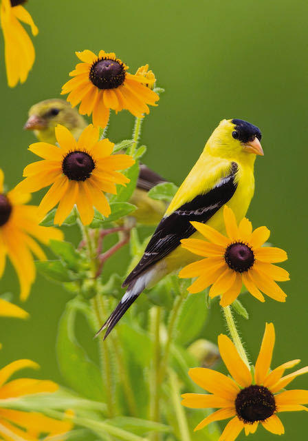 goldfinch on flower