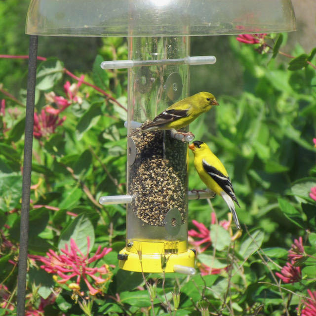 goldfinches, female and male