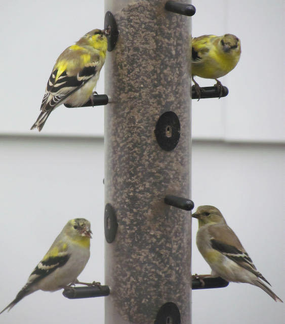 goldfinches molting