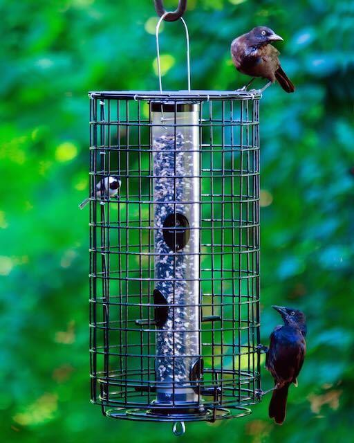 on guard cage