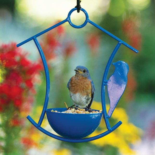 bluebird eating mealworms