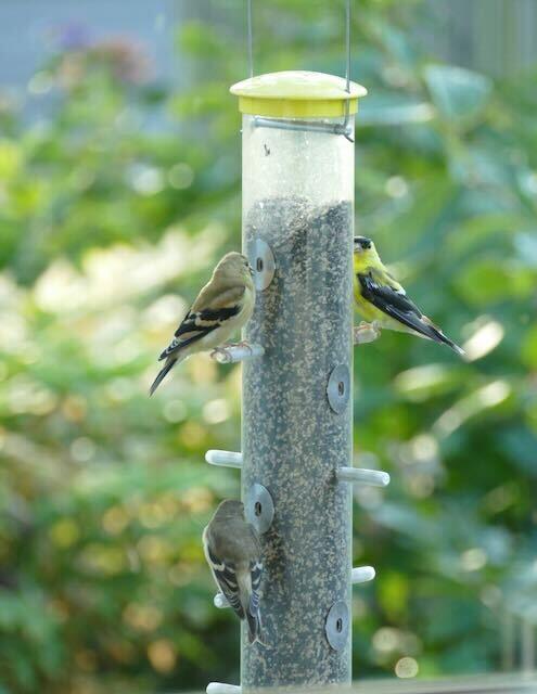 finches