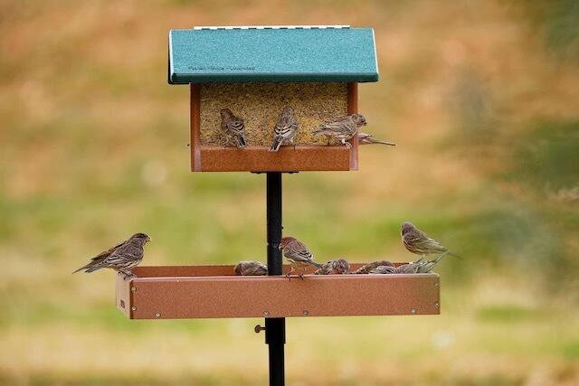 Classic Hopper wtih Catch-a-Seed Tray