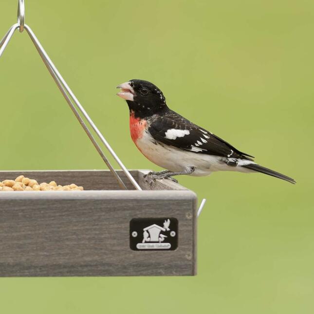 rose-breasted grosbeak