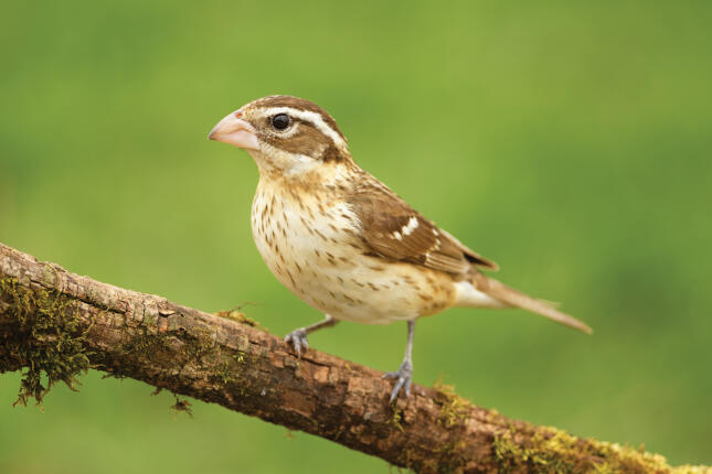 female rose-breasted grosbeak