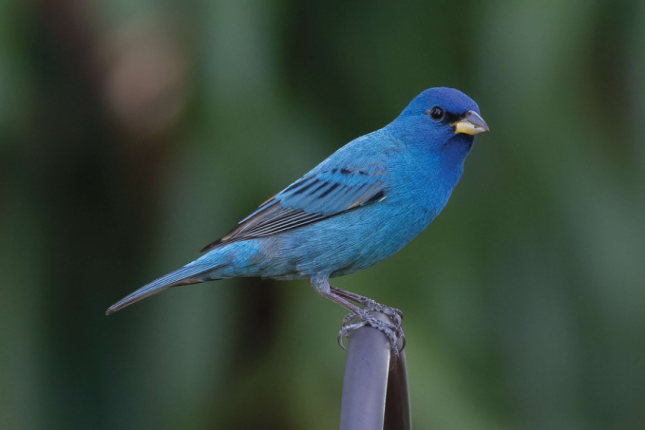 Indigo Bunting Male