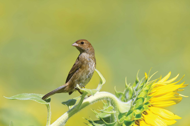 indigo bunting female