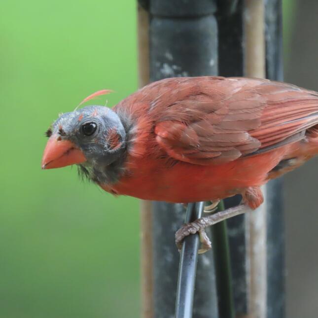 bald cardinal