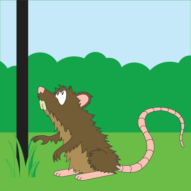 Rodent