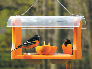 Make an Orange Feeder for Orioles