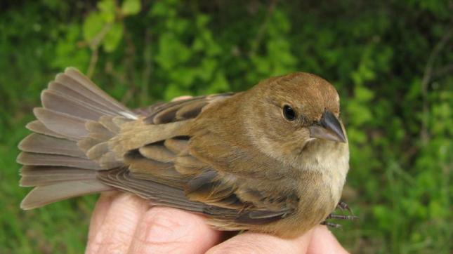 indigo bunting female