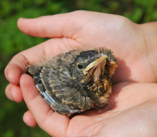 finch rescue birds