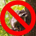 No Raccoons